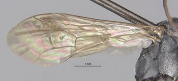 Media type: image;   Entomology 25907 Aspect: Wing front
